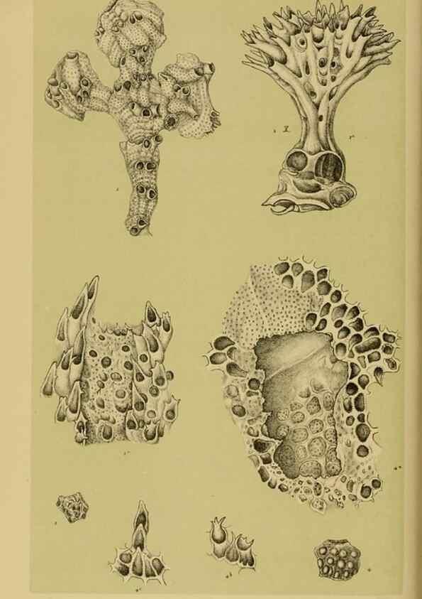 Reproducción/Reproduction 29443907112: Natural history of Victoria.. Melbourne,J.Ferres, government printer;1885-90.