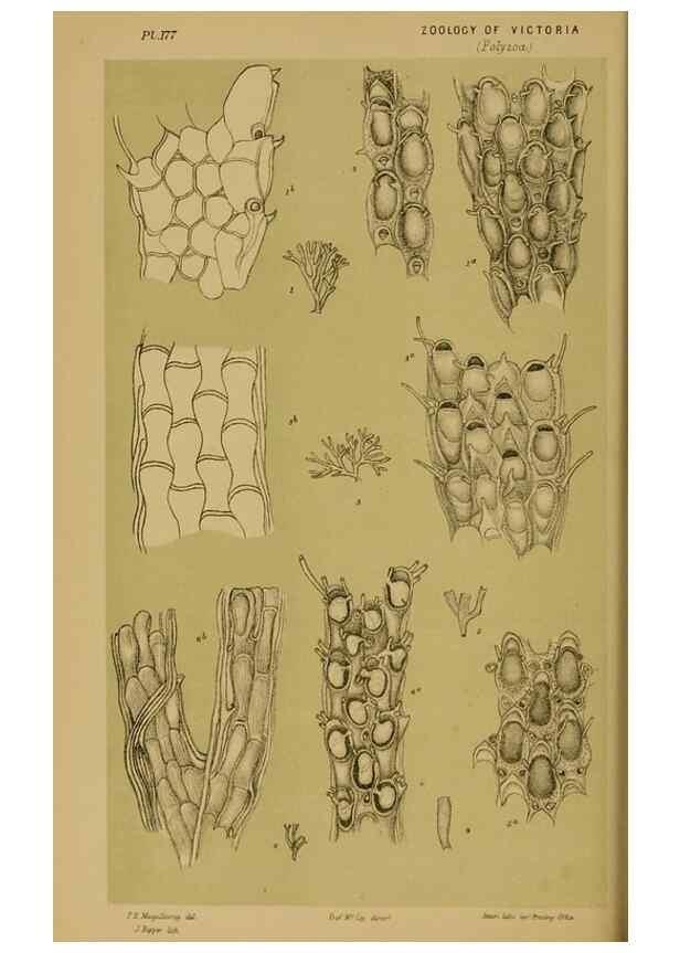 Reproducción/Reproduction 29443911272: Natural history of Victoria.. Melbourne,J.Ferres, government printer;1885-90.