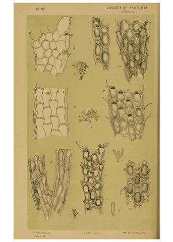Reproducción/Reproduction 29443911272: Natural history of Victoria.. Melbourne,J.Ferres, government printer;1885-90.