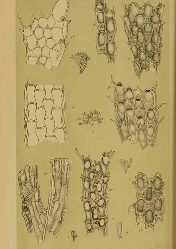 Reproducción/Reproduction 29443911272: Natural history of Victoria.. Melbourne,J.Ferres, government printer;1885-90.
