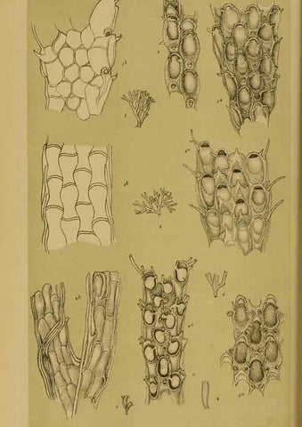 Reproducción/Reproduction 29443911272: Natural history of Victoria.. Melbourne,J.Ferres, government printer;1885-90.