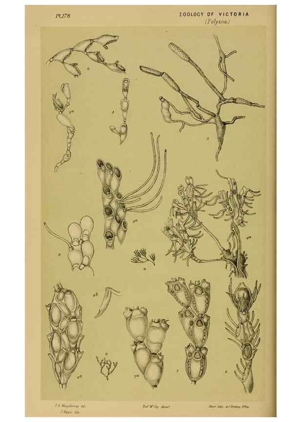 Reproducción/Reproduction 29443914912: Natural history of Victoria.. Melbourne,J.Ferres, government printer;1885-90.