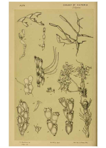 Reproducción/Reproduction 29443914912: Natural history of Victoria.. Melbourne,J.Ferres, government printer;1885-90.