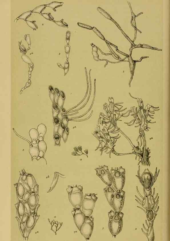 Reproducción/Reproduction 29443914912: Natural history of Victoria.. Melbourne,J.Ferres, government printer;1885-90.