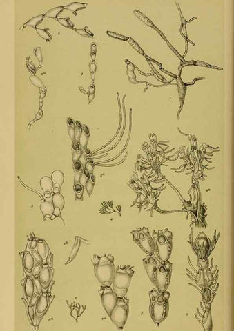 Reproducción/Reproduction 29443914912: Natural history of Victoria.. Melbourne,J.Ferres, government printer;1885-90.