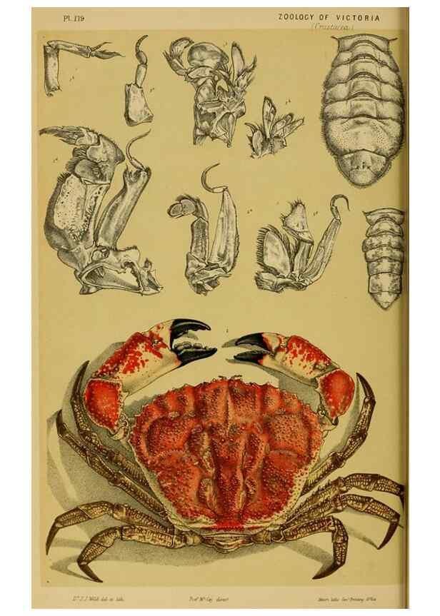 Reproducción/Reproduction 29519395276: Natural history of Victoria.. Melbourne,J.Ferres, government printer;1885-90.