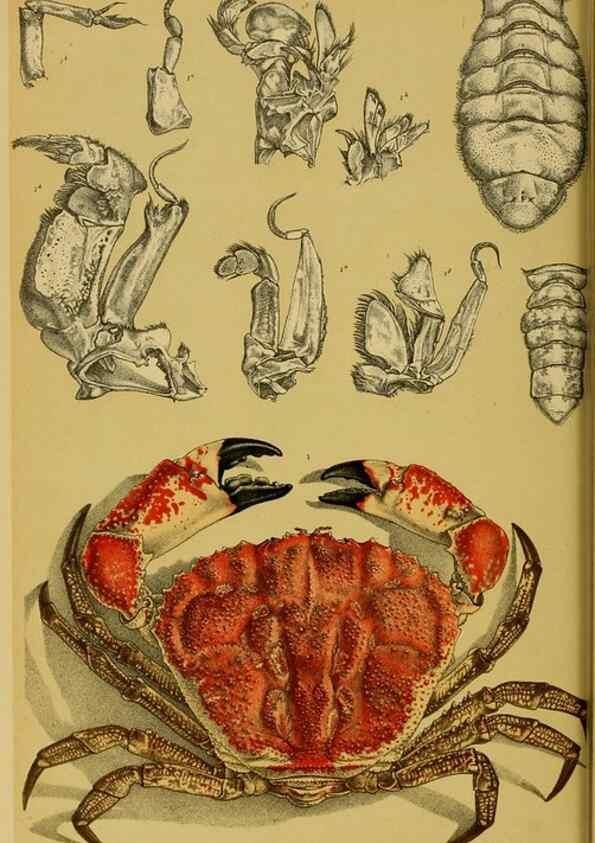 Reproducción/Reproduction 29519395276: Natural history of Victoria.. Melbourne,J.Ferres, government printer;1885-90.