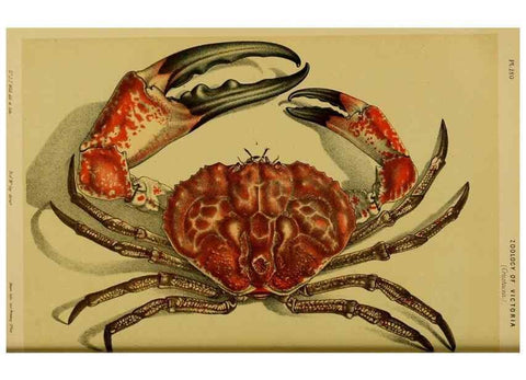 Reproducción/Reproduction 28928110014: Natural history of Victoria.. Melbourne,J.Ferres, government printer;1885-90.