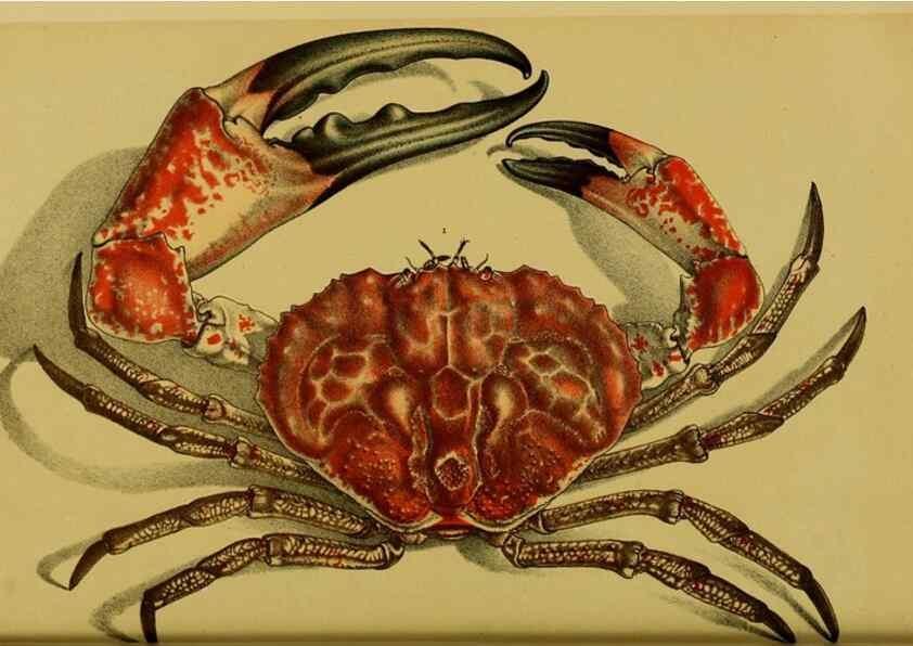 Reproducción/Reproduction 28928110014: Natural history of Victoria.. Melbourne,J.Ferres, government printer;1885-90.