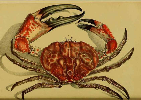 Reproducción/Reproduction 28928110014: Natural history of Victoria.. Melbourne,J.Ferres, government printer;1885-90.