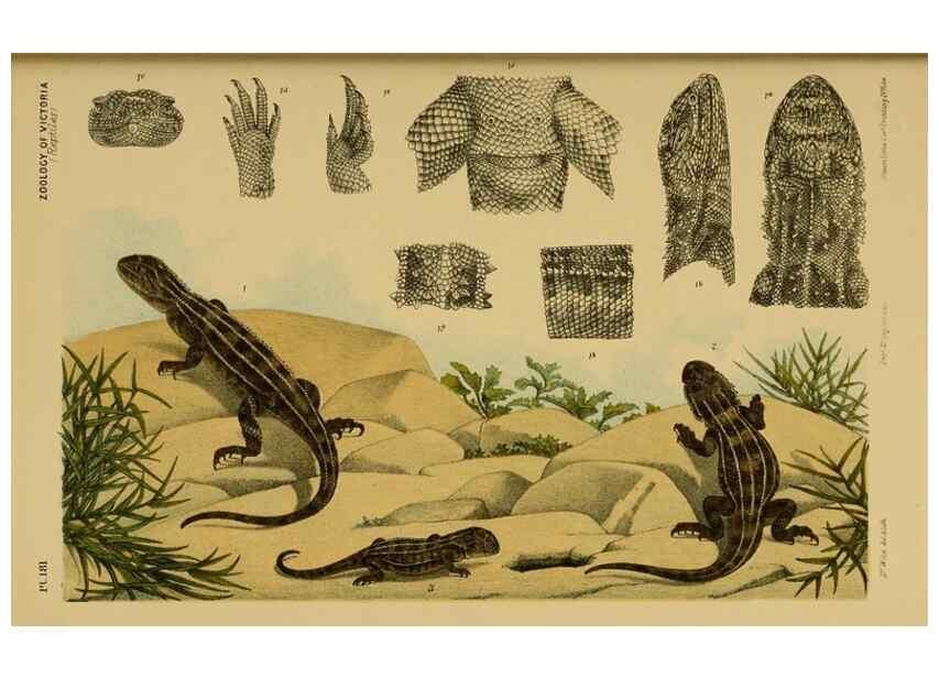 Reproducción/Reproduction 29553380285: Natural history of Victoria.. Melbourne,J.Ferres, government printer;1885-90.