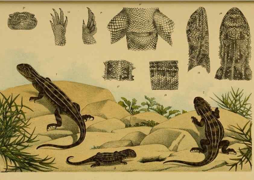 Reproducción/Reproduction 29553380285: Natural history of Victoria.. Melbourne,J.Ferres, government printer;1885-90.