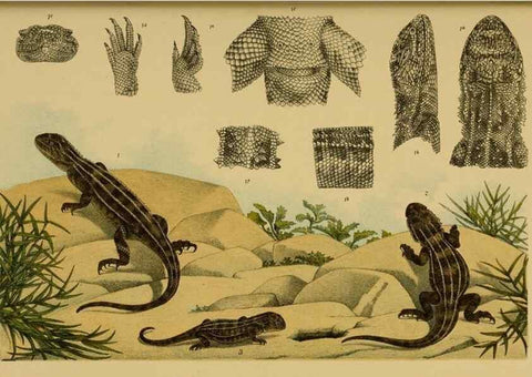 Reproducción/Reproduction 29553380285: Natural history of Victoria.. Melbourne,J.Ferres, government printer;1885-90.