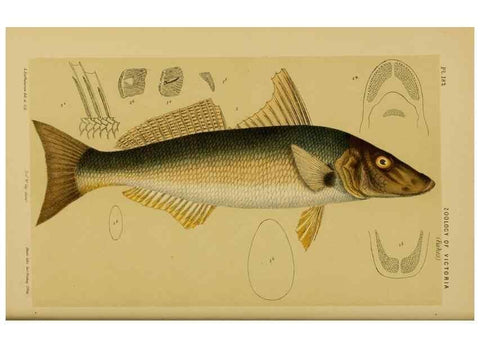 Reproducción/Reproduction 28930462033: Natural history of Victoria.. Melbourne,J.Ferres, government printer;1885-90.