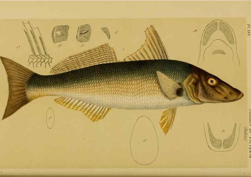 Reproducción/Reproduction 28930462033: Natural history of Victoria.. Melbourne,J.Ferres, government printer;1885-90.