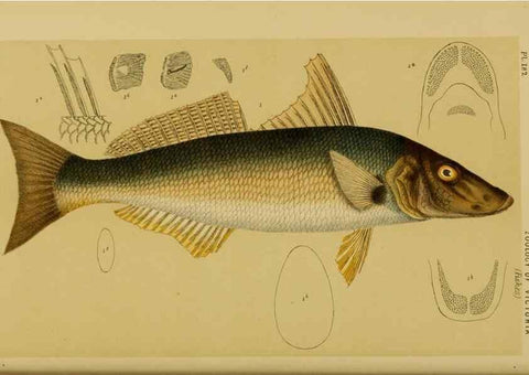 Reproducción/Reproduction 28930462033: Natural history of Victoria.. Melbourne,J.Ferres, government printer;1885-90.