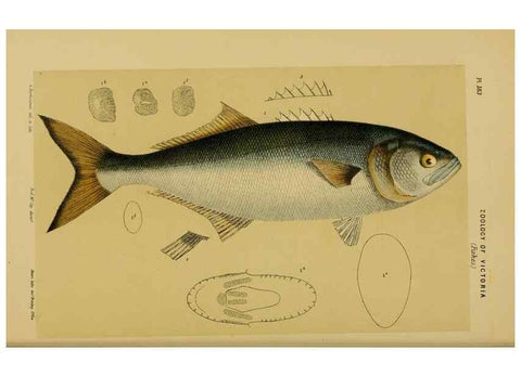 Reproducción/Reproduction 28930464783: Natural history of Victoria.. Melbourne,J.Ferres, government printer;1885-90.