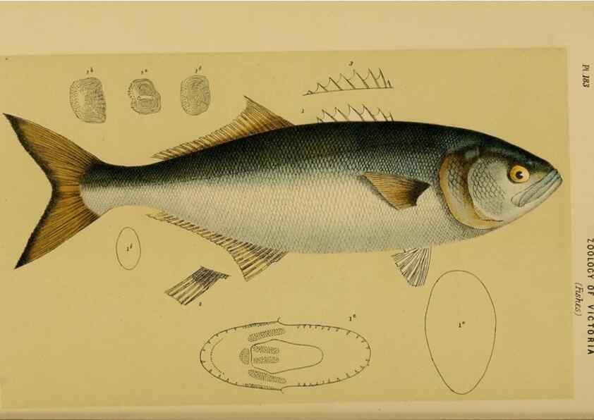 Reproducción/Reproduction 28930464783: Natural history of Victoria.. Melbourne,J.Ferres, government printer;1885-90.