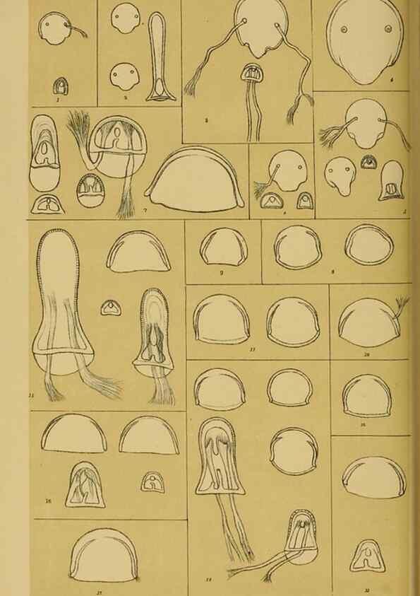 Reproducción/Reproduction 29263368720: Natural history of Victoria.. Melbourne,J.Ferres, government printer;1885-90.