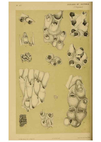 Reproducción/Reproduction 28930424793: Natural history of Victoria.. Melbourne,J.Ferres, government printer;1885-90.
