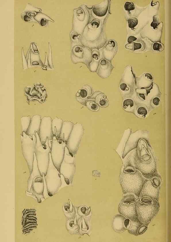 Reproducción/Reproduction 28930424793: Natural history of Victoria.. Melbourne,J.Ferres, government printer;1885-90.