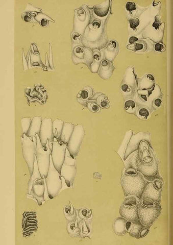 Reproducción/Reproduction 28930424793: Natural history of Victoria.. Melbourne,J.Ferres, government printer;1885-90.