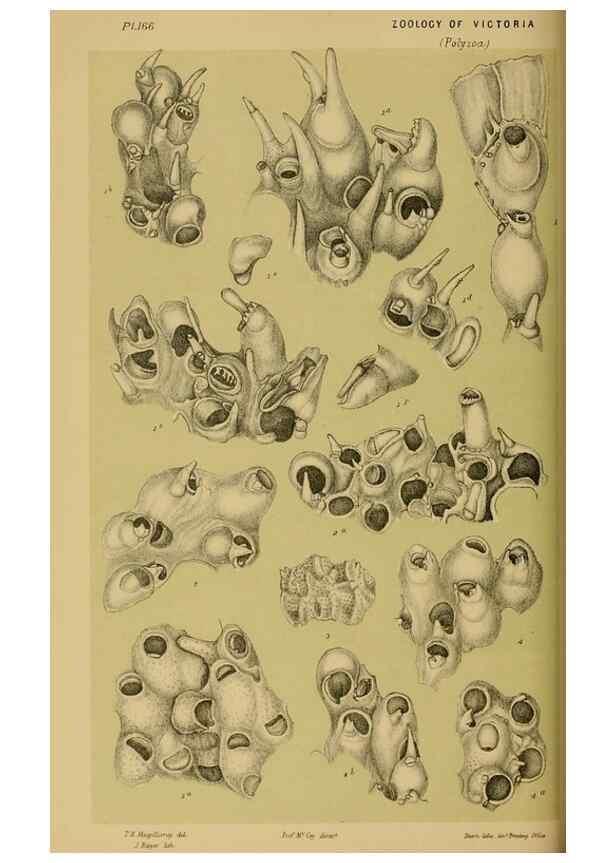 Reproducción/Reproduction 29519366066: Natural history of Victoria.. Melbourne,J.Ferres, government printer;1885-90.