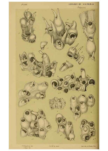 Reproducción/Reproduction 29519366066: Natural history of Victoria.. Melbourne,J.Ferres, government printer;1885-90.