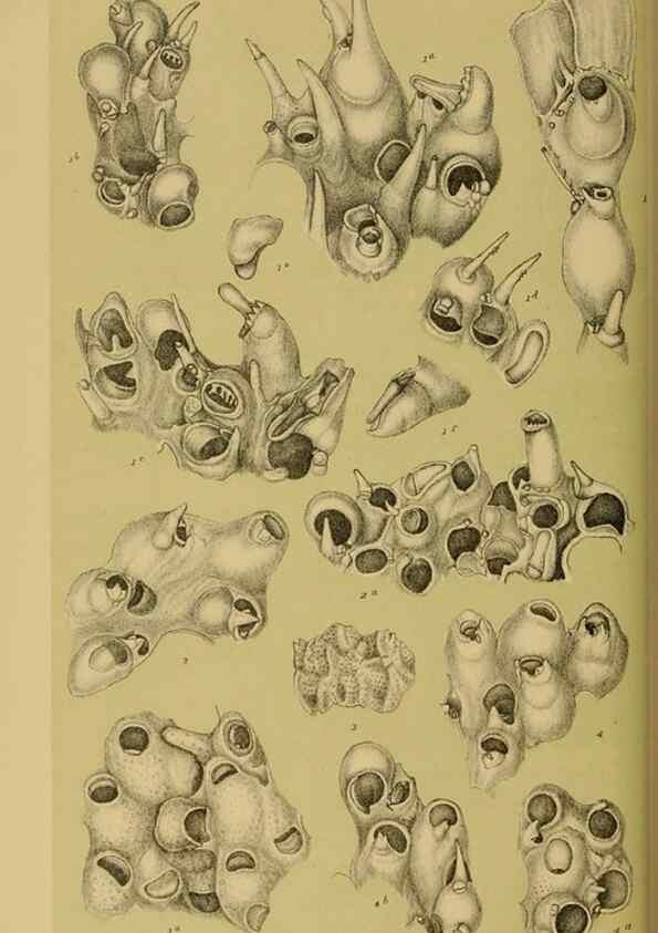Reproducción/Reproduction 29519366066: Natural history of Victoria.. Melbourne,J.Ferres, government printer;1885-90.