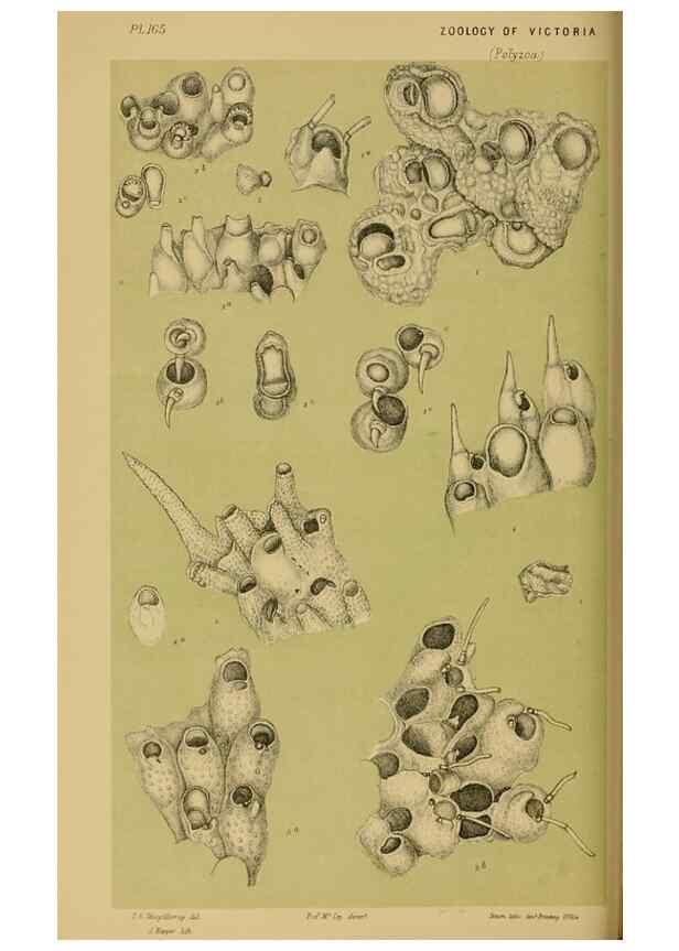Reproducción/Reproduction 29472856301: Natural history of Victoria.. Melbourne,J.Ferres, government printer;1885-90.