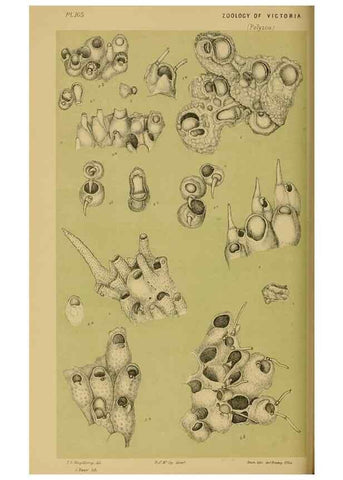 Reproducción/Reproduction 29472856301: Natural history of Victoria.. Melbourne,J.Ferres, government printer;1885-90.