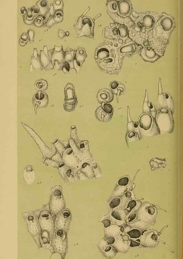 Reproducción/Reproduction 29472856301: Natural history of Victoria.. Melbourne,J.Ferres, government printer;1885-90.