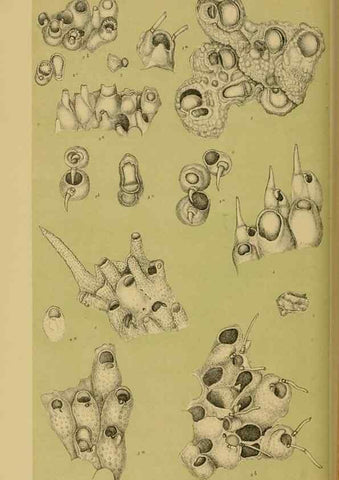 Reproducción/Reproduction 29472856301: Natural history of Victoria.. Melbourne,J.Ferres, government printer;1885-90.