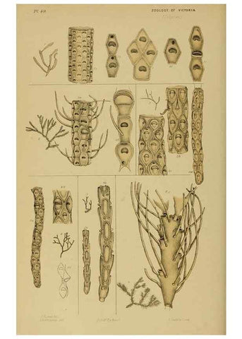 Reproducción/Reproduction 29480227446: Natural history of Victoria.. Melbourne,J.Ferres, government printer;1885-90.