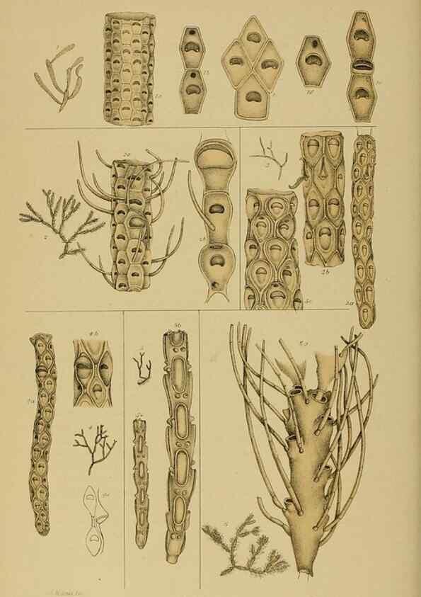 Reproducción/Reproduction 29480227446: Natural history of Victoria.. Melbourne,J.Ferres, government printer;1885-90.