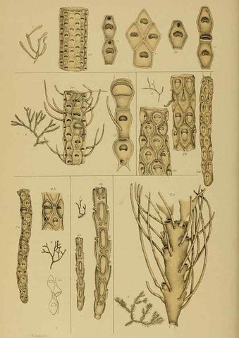 Reproducción/Reproduction 29480227446: Natural history of Victoria.. Melbourne,J.Ferres, government printer;1885-90.