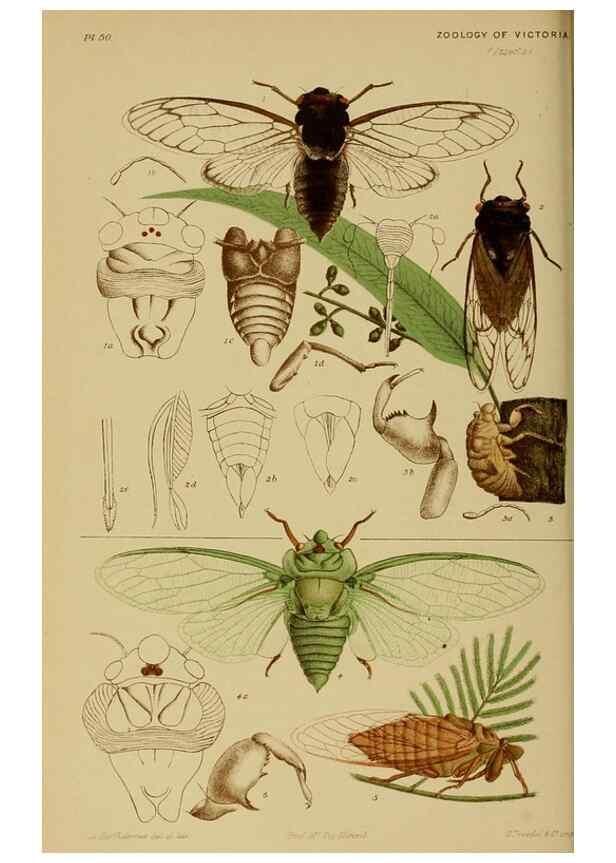 Reproducción/Reproduction 29480231566: Natural history of Victoria.. Melbourne,J.Ferres, government printer;1885-90.