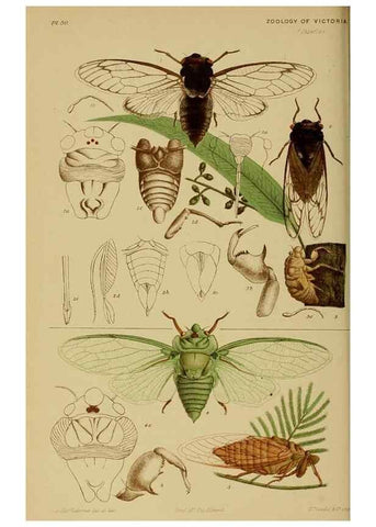 Reproducción/Reproduction 29480231566: Natural history of Victoria.. Melbourne,J.Ferres, government printer;1885-90.
