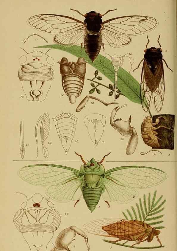 Reproducción/Reproduction 29480231566: Natural history of Victoria.. Melbourne,J.Ferres, government printer;1885-90.