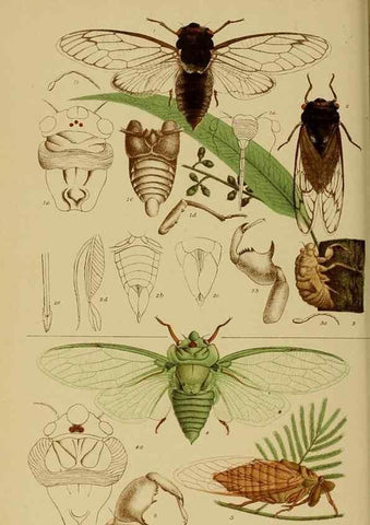 Reproducción/Reproduction 29480231566: Natural history of Victoria.. Melbourne,J.Ferres, government printer;1885-90.