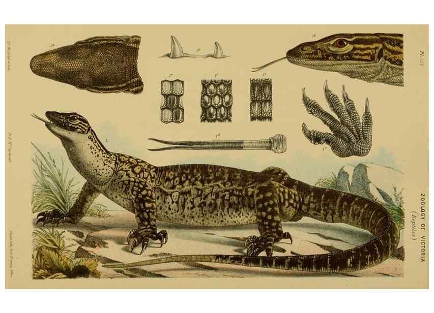 Reproducción/Reproduction 28928042014: Natural history of Victoria.. Melbourne,J.Ferres, government printer;1885-90.