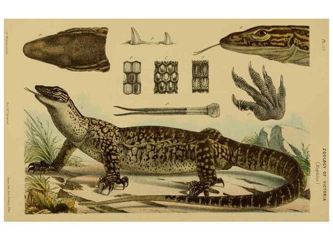 Reproducción/Reproduction 28928042014: Natural history of Victoria.. Melbourne,J.Ferres, government printer;1885-90.