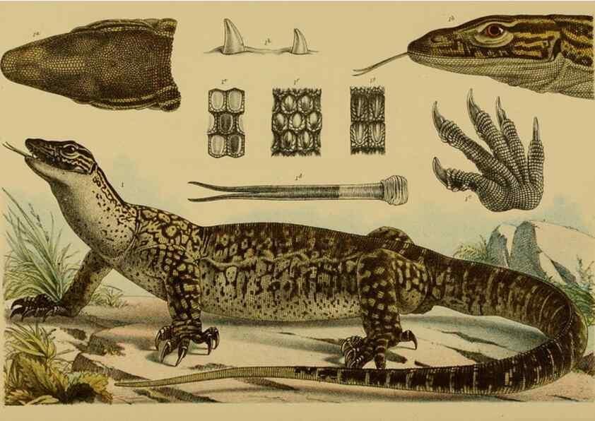 Reproducción/Reproduction 28928042014: Natural history of Victoria.. Melbourne,J.Ferres, government printer;1885-90.