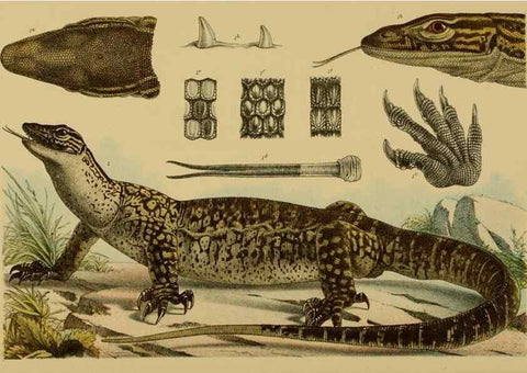 Reproducción/Reproduction 28928042014: Natural history of Victoria.. Melbourne,J.Ferres, government printer;1885-90.