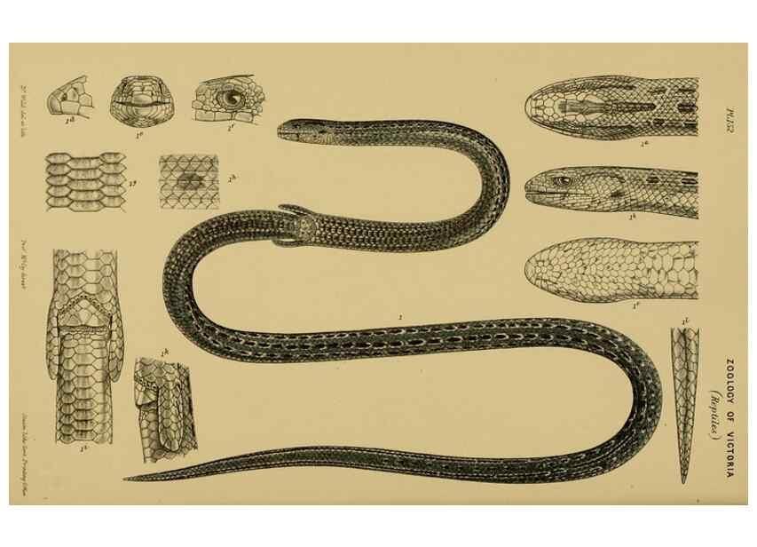 Reproducción/Reproduction 29472815551: Natural history of Victoria.. Melbourne,J.Ferres, government printer;1885-90.