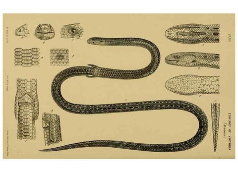Reproducción/Reproduction 29472815551: Natural history of Victoria.. Melbourne,J.Ferres, government printer;1885-90.