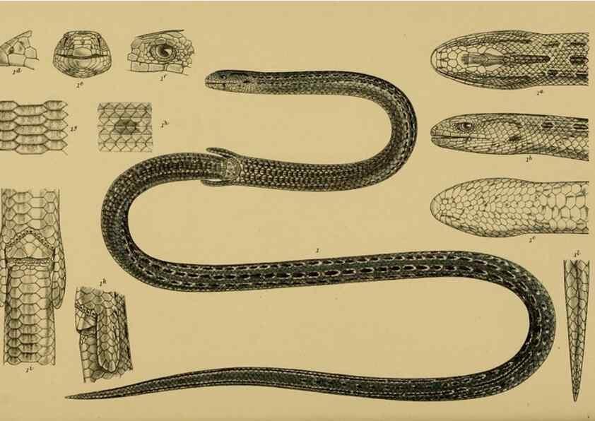 Reproducción/Reproduction 29472815551: Natural history of Victoria.. Melbourne,J.Ferres, government printer;1885-90.