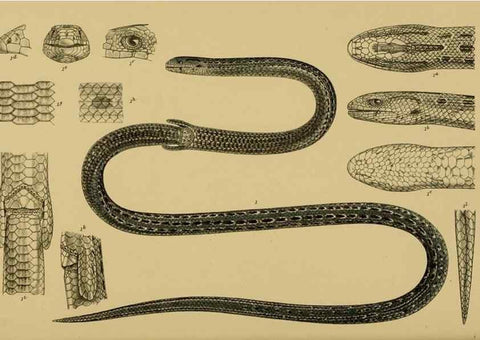Reproducción/Reproduction 29472815551: Natural history of Victoria.. Melbourne,J.Ferres, government printer;1885-90.