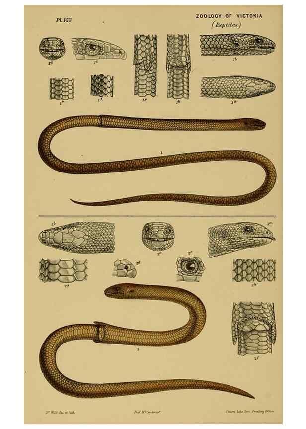 Reproducción/Reproduction 29472817471: Natural history of Victoria.. Melbourne,J.Ferres, government printer;1885-90.