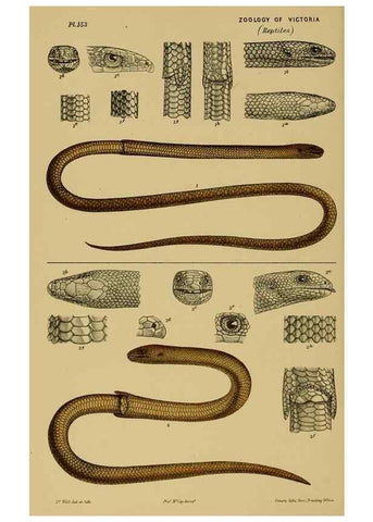 Reproducción/Reproduction 29472817471: Natural history of Victoria.. Melbourne,J.Ferres, government printer;1885-90.